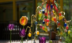 Tulpen im Garten | © © Photographien Thomas Klinger, www.atelierklinger.de